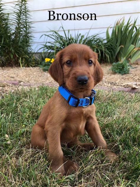 Click breeders list above to see all our gordon setter members. Breed: Irish Setter Gender: Male Registry: AKC Personality ...