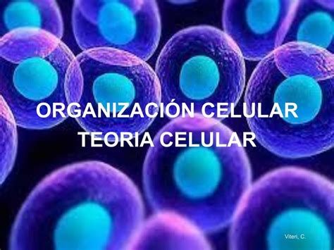 Organización Celular Organelos Cinthya Viteri Udocz
