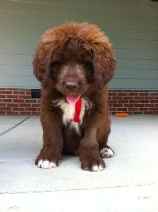 The saint berdoodle is an unusual mix of a st bernard and a standard poodle; St Berdoodle (St Bernard-Standard Poodle Mix) Info and ...