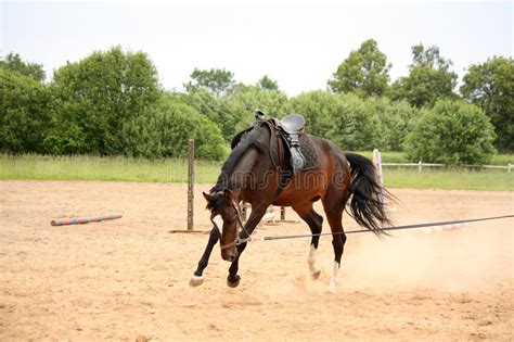 Some iberoamericano colts walking in a horse show at agafam 2009 honduras, the music (vicente fernandez) in the backgroud it. Soluciones para el caballo que no para o que no responde a ...