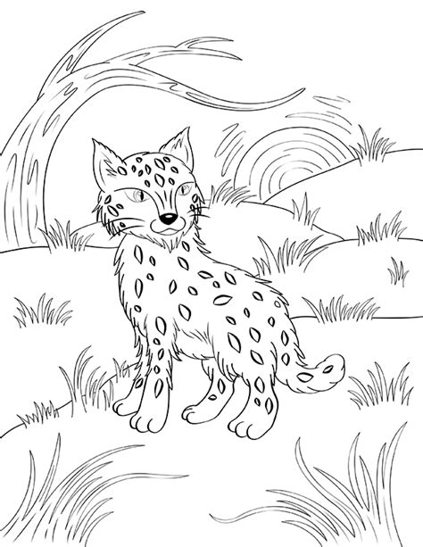 Free Printable Bobcat Coloring Page Download It From