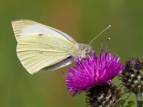 Which White A Photographic Identification Guide To White Butterflies