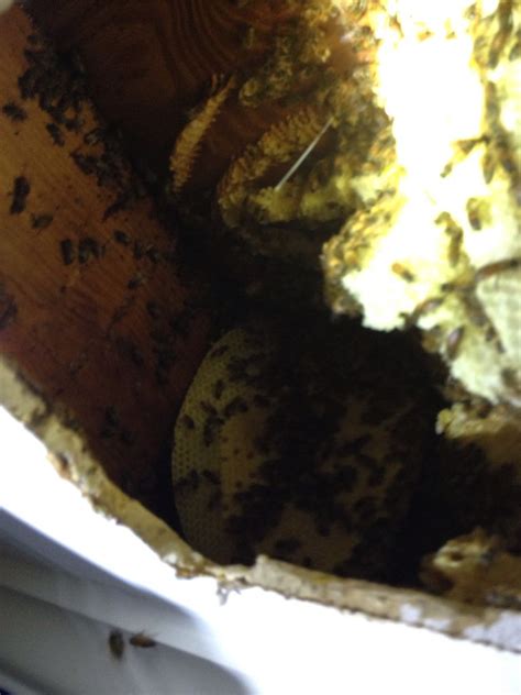 A Bee Hive Removal From A Ceiling In Atlanta Johns Creek