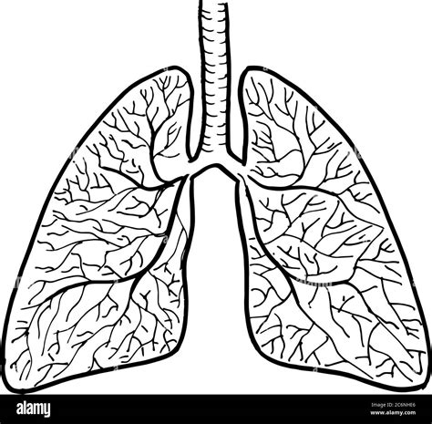 Contour Vector Outline Drawing Of Human Lungs Organ Medical Design