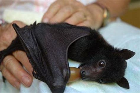 Cute Bat Raww