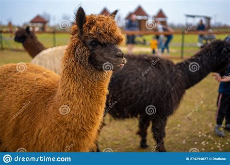 Lamas In Contact Zoo With Domestic Animals And People In Zelcin Czech