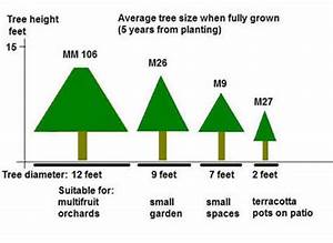 Fruit Tree Rootstock And Tree Size Suffolk Fruit And Trees The