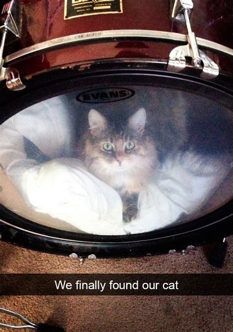 A Some Snapchats That Captures The Greatness Of Cats I Can Has