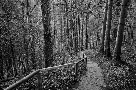 Path Forest Free Photo On Pixabay Pixabay