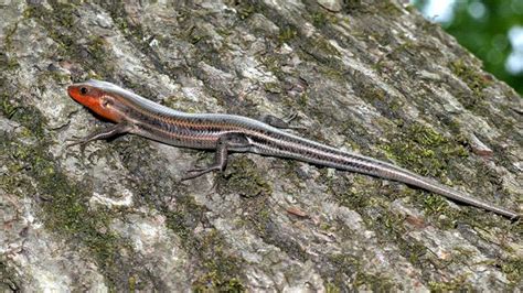 American Five Lined Skink Zoology Of Nc