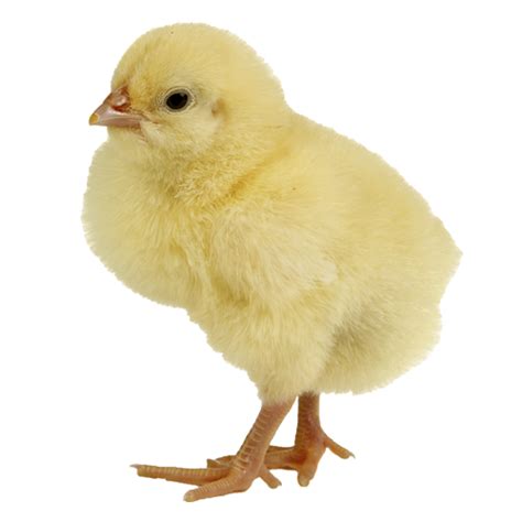 Download Chicken Png Image For Free