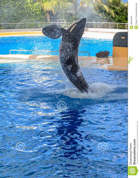 Killer Whale Splashing Stock Photo Image Of Aquatic 38531094