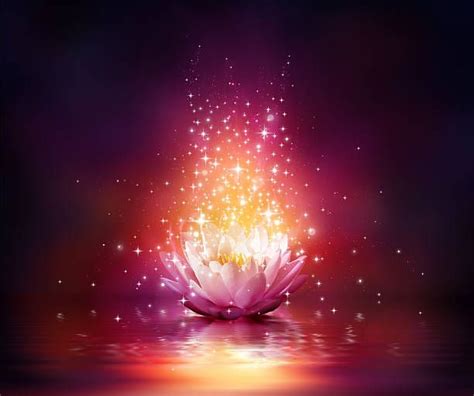 Magic Flower On Water Stock Photo Lotus Flower Wallpaper Beautiful