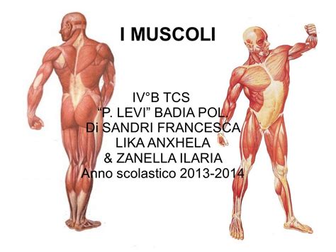 I Muscoli