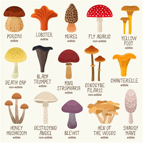 Types Of Lawn Mushrooms With Pictures Identification Guide Hot Sex