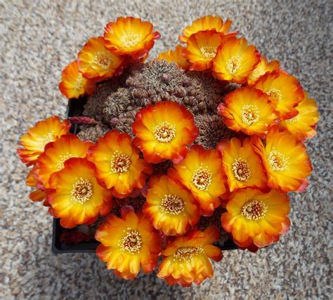 You do not need to put the christmas cactus in a dark closet for it to have a dormancy period. Rebutia canigueralii | Cactus flower, Cactus plants, Cactus