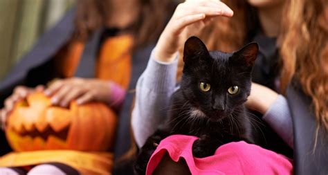 Cat rescue centres in surrey. Black Cat Adoption During Halloween