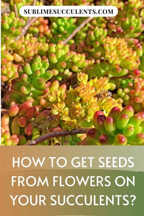 How to propagate christmas cactus. How to Get Seeds from Flowers in 2020 | Succulent seeds ...