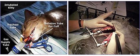 Every procedure is supervised by a veterinarian and your pet is examined for free before we start! PetzLife | Safe, At Home Pet Teeth Cleaning Products