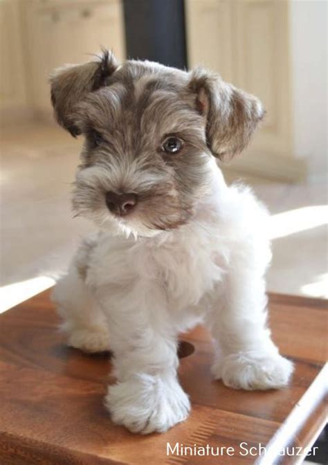 Miniature Schnauzer Teddy Bear Schnauzer Puppy Miniature Schnauzer