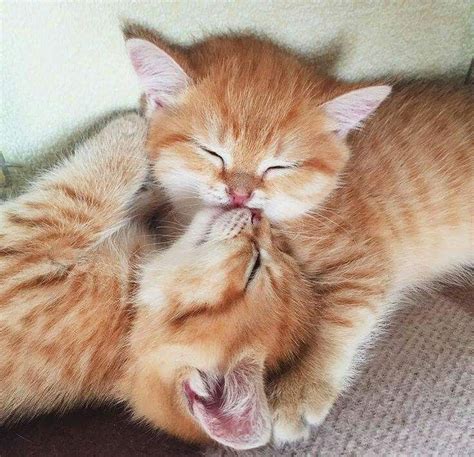 Orange Kittens Kissing Cute Baby Cats Katzen