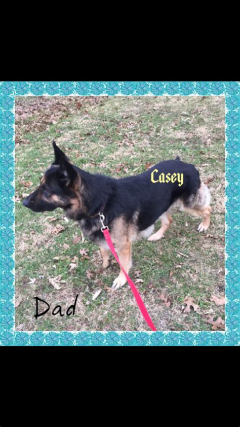 Big boned, large and healthy puppies will be ready to go to their new homes from the 29/04/2021 border collie (father)cross german shepherd x (mother) puppies for sale 3 1/2 weeks old. Missouri Puppies | German Shepherd Dog Breeder | Potosi ...