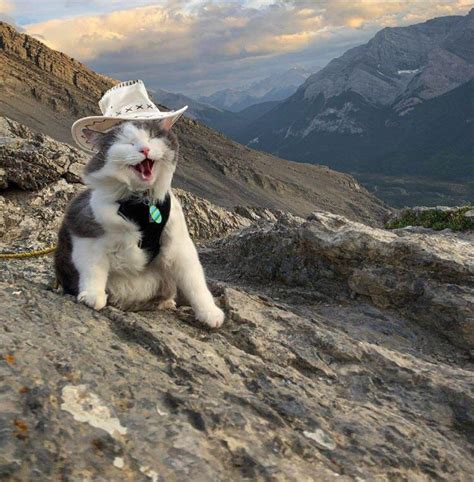 Cowboy Cat Rcats