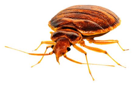 But in recent years they've come back worse than ever, beefed up from decades of exposure to insecticides and. Do It Yourself Bed Bug Heat Treatment Equipment - DIY Bed ...