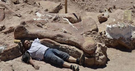 Titanosaur ‘worlds Largest Dinosaur Found In Patagonia