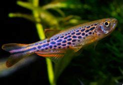What fish are schooling fish? Tropical Freshwater Schooling Fish for Sale at AzGardens.com