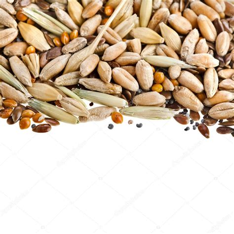 Cereal Grains And Seeds — Stock Photo © Madllen 14091556