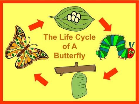 Life Cycle Of A Caterpillar