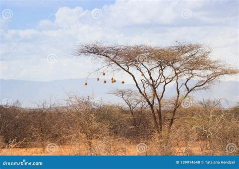 Dry Acacia Tree In The African Savanna With Many Small Bird Nests Stock