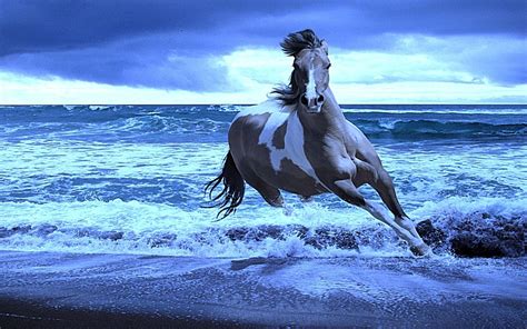 Download Animal Horse Ocean Sea Hd Wallpaper Background Image
