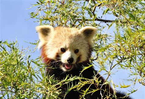 Red Panda Sponsorship Shepreth Wildlife Park