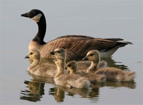 Geese Free Stock Photo Public Domain Pictures