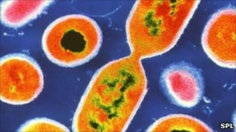 Listeria Warning To Cancer Patients Bbc News