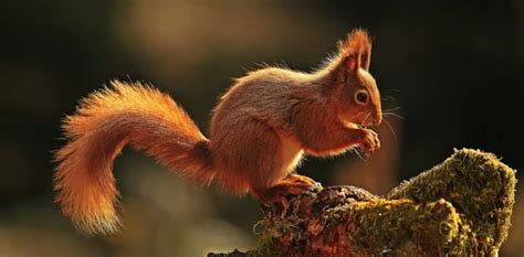 Eurasian Red Squirrel Boreal Forest