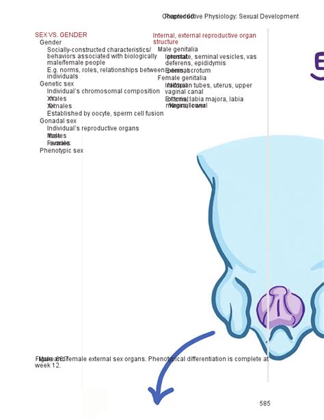 Puberty And Tanner Staging Osmosis