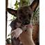 Chihuahua Puppies For Sale  Grafton OH 265505 Petzlover