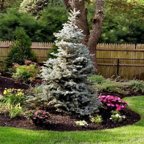 Colorado Blue Spruce Trees In 2021 Evergreen Trees Landscaping