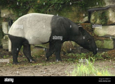 The Malayan tapir (Tapirus indicus), also called the Asian tapir, is