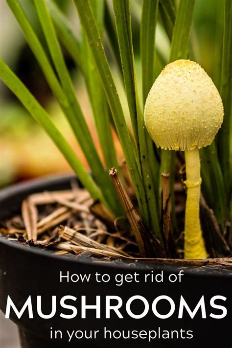 Mushrooms are the reproductive (fruiting) mow over them. How to get rid of mushrooms in houseplants in 2020 | House ...