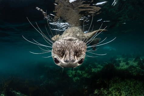 Sea Life Photography Best Underwater Pictures From Ocean Art 2018
