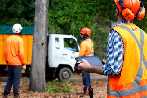 Searching for a tree pruning service near you? Professional Tree Trimming And Maintenance Services - Luci ...