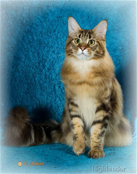 Where to find maine coon kittens for free. Maine Coon Cats and Kittens From Highlander Cattery in Ohio