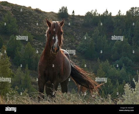 Wild Horse Mustang Bay Stud Stallion In Theodore Roosevelt National