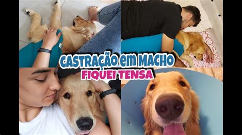 Cachorro Castrado Valor Da Cirurgia P S Operat Rio Etc Youtube