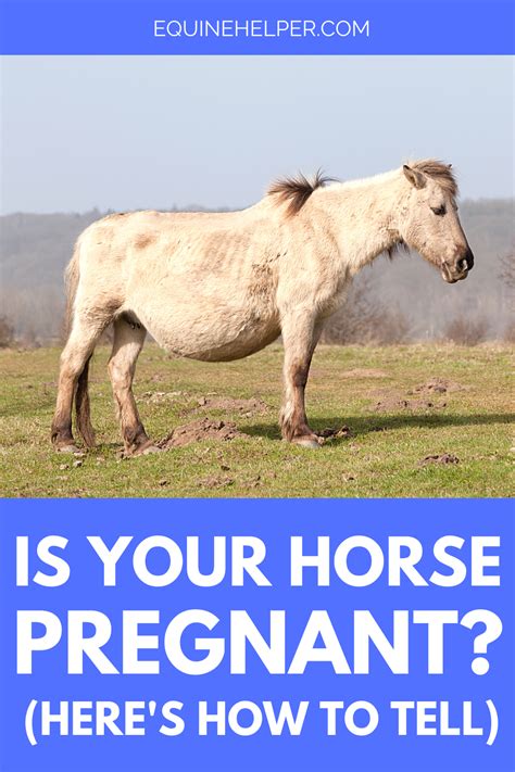 Signs Your Horse Is Pregnant Horses Pregnant Horse Pregnant