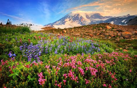 Flowers With Mountain Landscape Hd Wallpaper